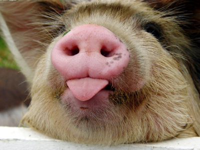 pig-sticking-out-his-tongue.jpg